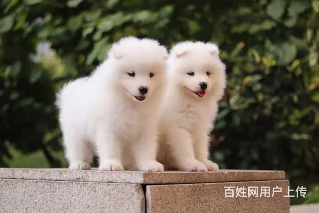 淮南 萨摩耶，二哈哪里有卖 哈士奇怎么养比较好 - 图片 8
