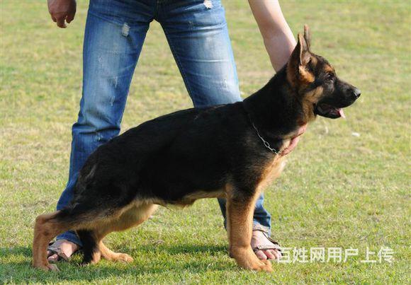 石家莊德國牧羊犬多少錢一隻 純種德牧 德國牧羊犬價