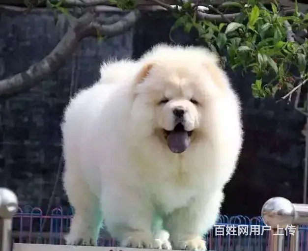 纯种肉嘴松狮幼犬多窝出售公母均有 签保障协议 - 图片 1