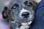 【搞定了！】免费领养金虎斑猎犬四月大驱虫洗澡犬五联全苏州送上 - 图片 1