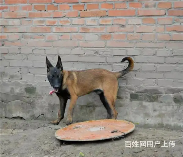 吕梁哪有繁殖马犬幼犬的，马犬幼犬多少钱一只 - 图片 5