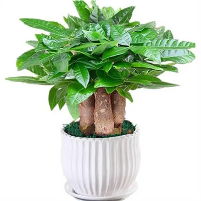 苏州苏小朵绿植租赁 盆栽绿植出租 基地直接配送 - 图片 4