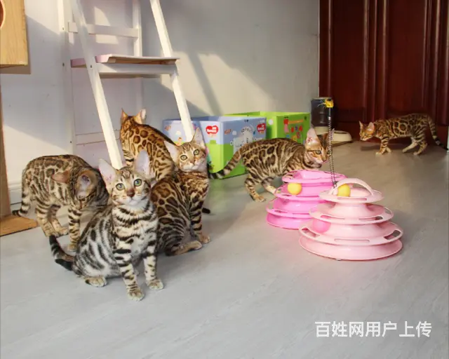 哪里有孟加拉豹猫卖 多少钱价位一只 性格好吗 - 图片 2