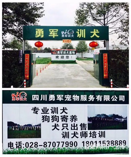 勇军宠物寄养-寄养宠物一个月多少钱?_拥有专业宠物 - 图片 4