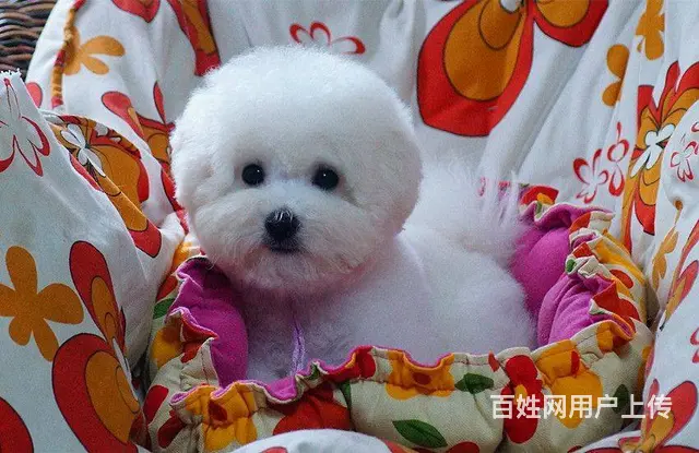 赛级比熊犬 法系比熊幼犬出售  比熊犬舍 - 图片 8