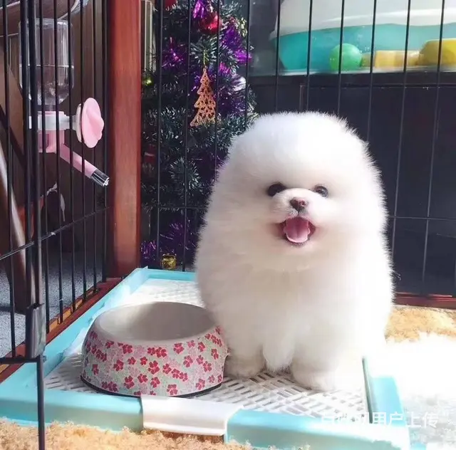 哈多利系博美俊介犬 博美犬松鼠犬幼犬 - 图片 5
