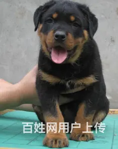 辽阳有什么地方可以买到罗威纳 罗威纳的价位 - 图片 6