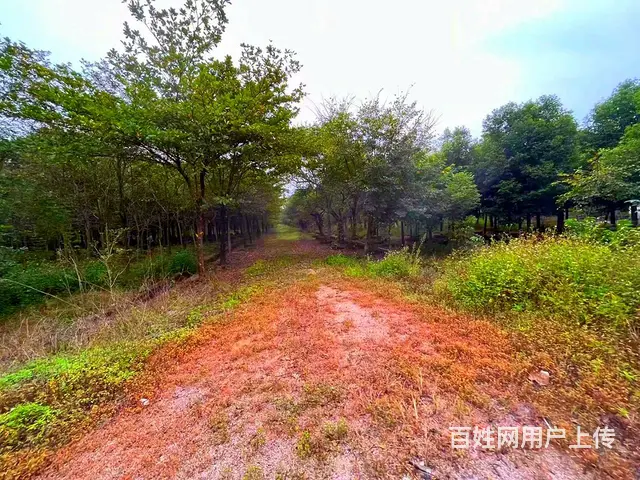 从化区鳌头镇有180亩平地绿化场苗圃场整体转让 - 图片 7