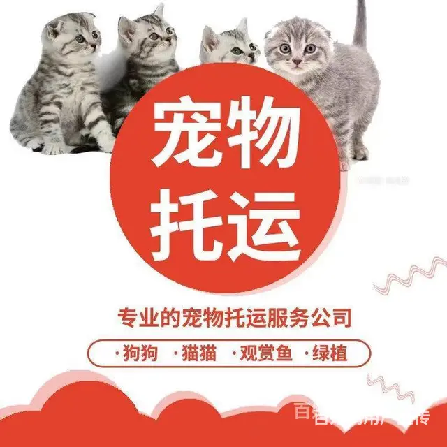 仙桃托运宠物 （猫狗活体运输）快递至全国各地 - 图片 3
