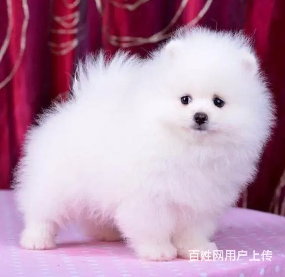 纯种赛级博美犬，国际血统品相好 - 图片 6