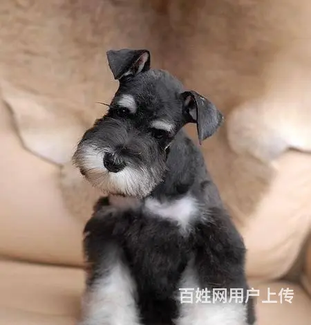 广州哪里买狗有保障 迷你雪纳瑞幼犬 多窝挑选保健康 - 图片 6