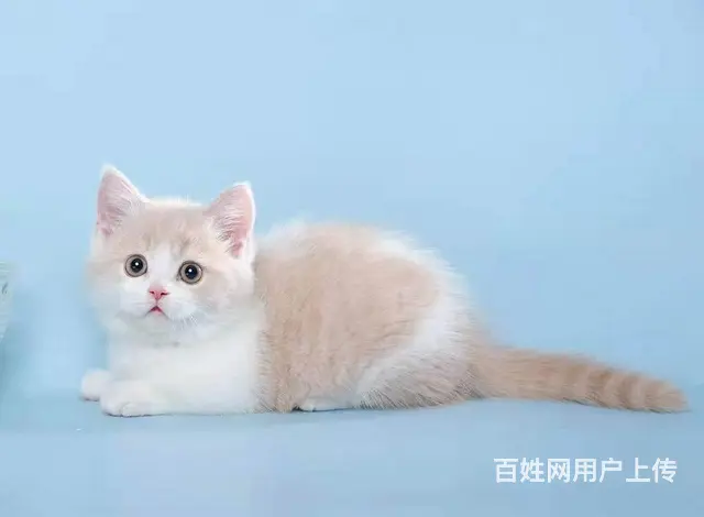 曼基康矮脚猫多少钱 拿破仑好养吗 矮脚拿破仑照片 - 图片 5