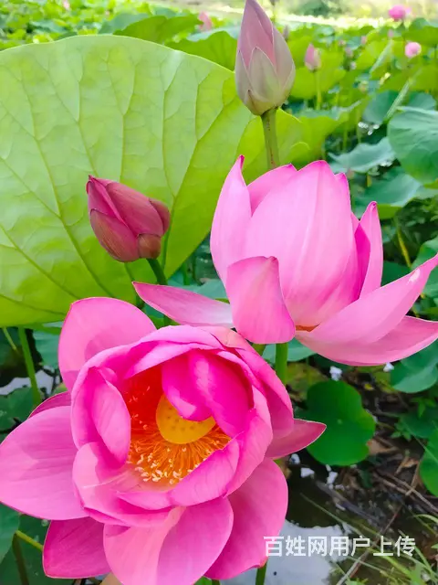 鞍山大量供：荷花，睡莲，水葫芦，芡实，泽泻，花蔺等 - 图片 6