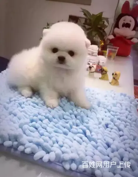 邢台博美多少钱一只 哈多利博美 纯种博美幼犬怎么卖 - 图片 1