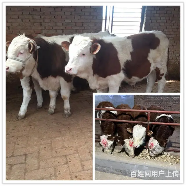 5个月的 西门塔尔母牛苗 价格表 - 图片 2