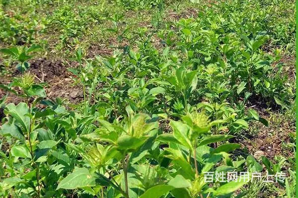 湖北百草堂苍术种植技术好，应对连续降雨田间排水方案 - 图片 2