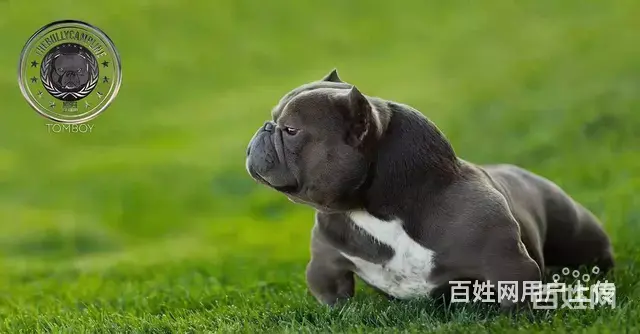 宿迁洛克恶霸犬舍 专业繁殖纯种恶霸 - 图片 1