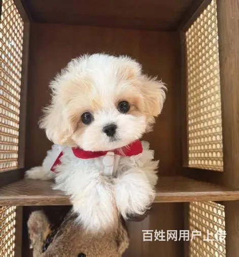 广州大型犬舍基地专业繁殖泰迪比熊博美柯基柴犬法斗 - 图片 9