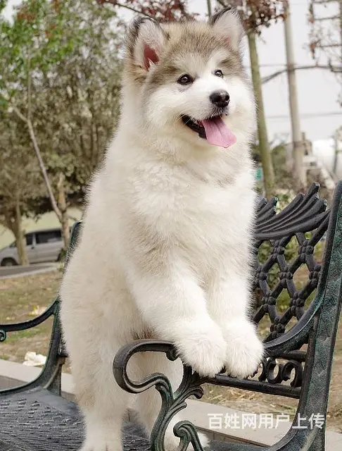 阿拉斯加雪橇犬 专业养殖 保质量保健康欢迎上门 - 图片 5