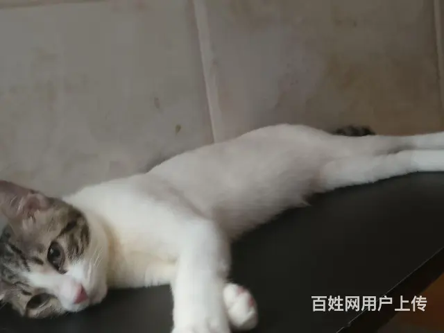 广州白云小公猫寻找家庭 - 图片 2