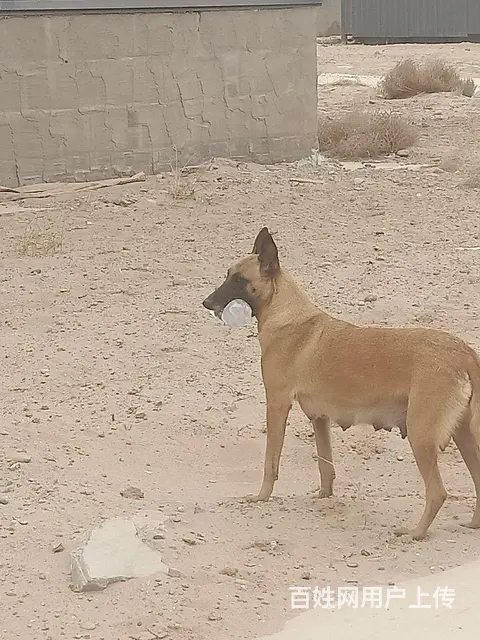 个人养马犬幼犬出售 - 图片 4