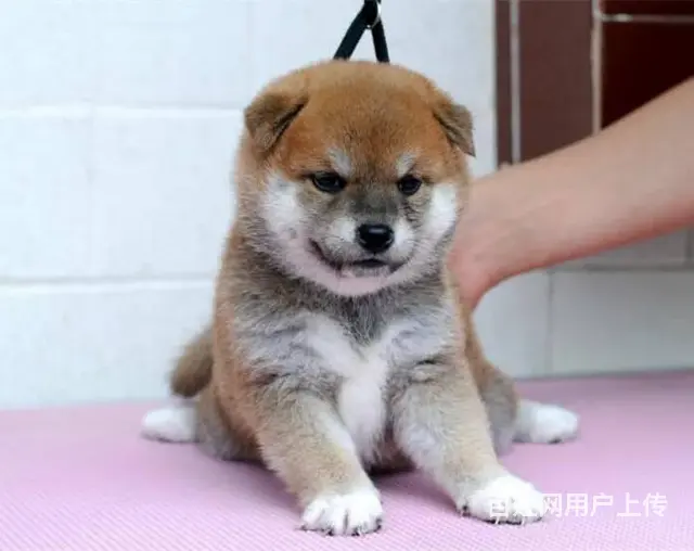赛级双血统柴犬、纯种日本柴犬出售、同城上门送货 - 图片 4