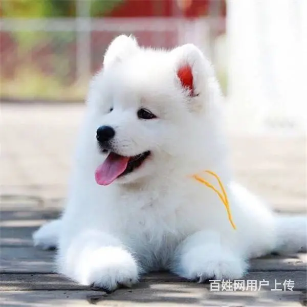 萨摩耶 萨摩幼犬欢迎上门挑选价格优惠签协议有保 - 图片 6