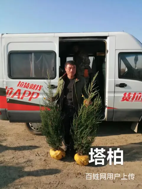 抚顺新抚服务好的草皮 - 图片 2