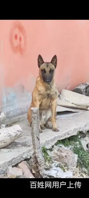老血马犬出售 - 图片 1