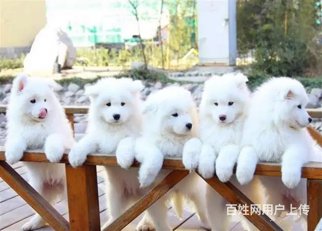 萨摩耶 萨摩幼犬欢迎上门挑选价格优惠签协议有保 - 图片 1