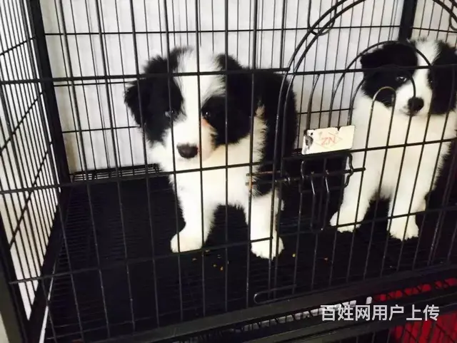 辽阳哪儿有纯种边牧出生，纯种边牧价位表 - 图片 6