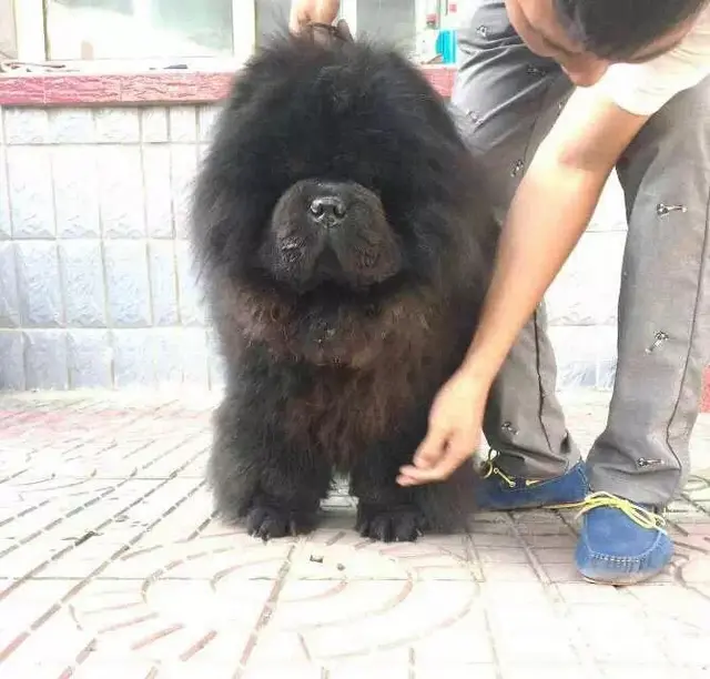 吕梁狗场卖松狮，狗场松狮多少钱一只 - 图片 12