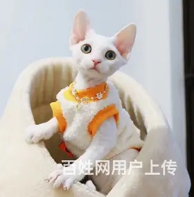 德文卷毛猫市场价多少 德文真的不掉毛吗 图片价格 - 图片 4