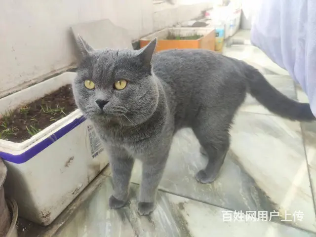 英短蓝猫 - 图片 3