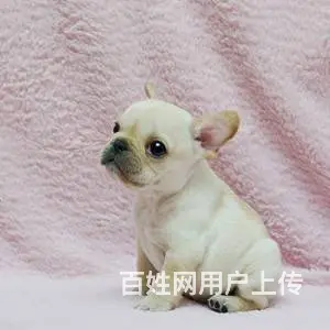 承德法牛多少钱一只 法牛价格 纯种法牛 保健康 - 图片 2