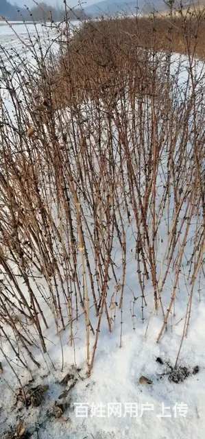 各种造林绿化苗木 - 图片 7