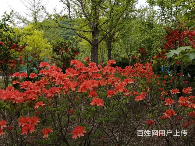 苗圃转让 - 图片 3