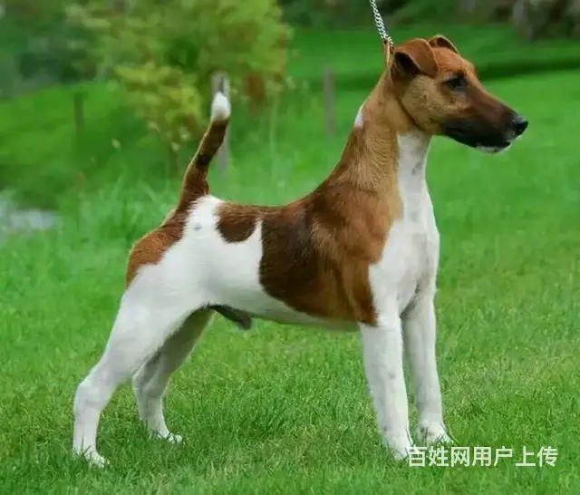 山东美景犬舍赛级平毛猎狐梗繁育、借配、国外代购 - 图片 3