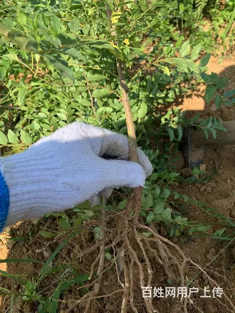 酸枣树苗，基地直发，保证成活率 - 图片 5
