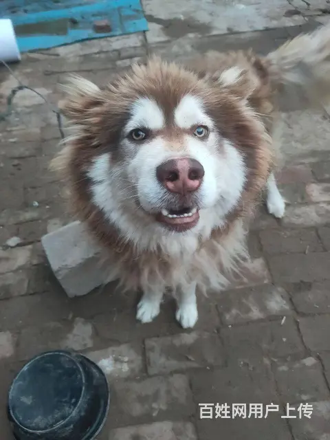 ，便宜出售阿拉斯加雪橇犬 - 图片 4