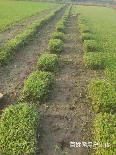 大叶油草。马尼拉草。台湾草 - 图片 3