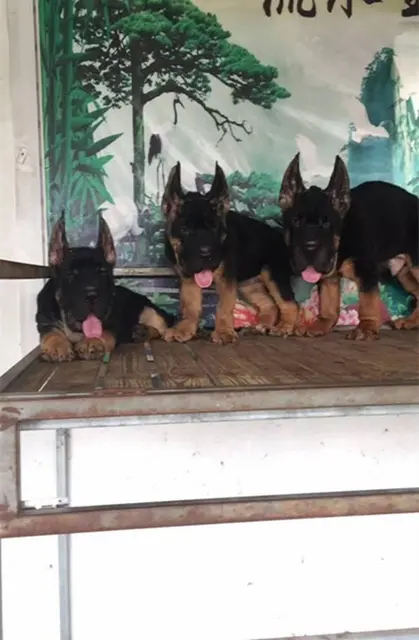 出售纯种弓背德国牧羊犬,公母都有,可上门来挑选 - 图片 5