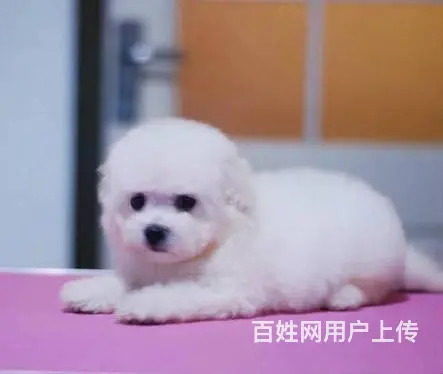 纯种比熊犬，赛级比熊犬，比熊价格专业繁育比熊基地 - 图片 1