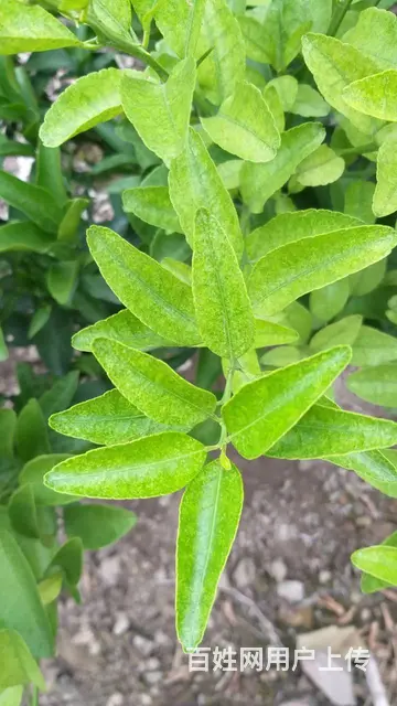 防治红蜘蛛杀螨剂蔬菜果树花卉红蜘蛛解决方案 - 图片 2
