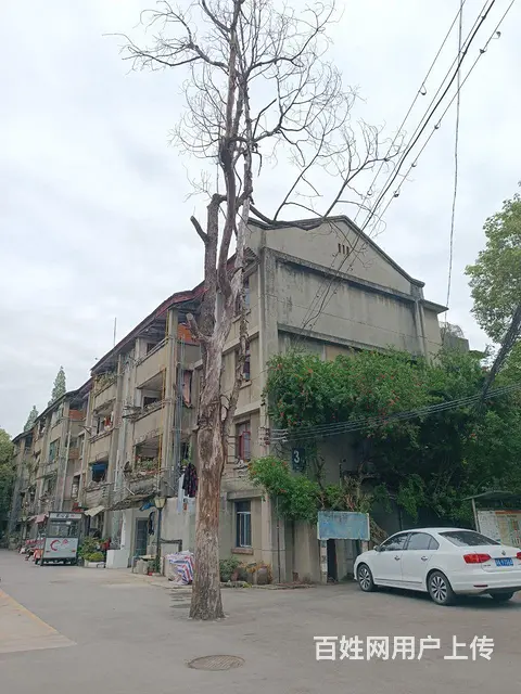成都砍树 - 图片