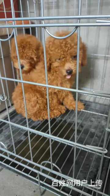 朋友欠钱抵账给的狗一公一母 - 图片 1