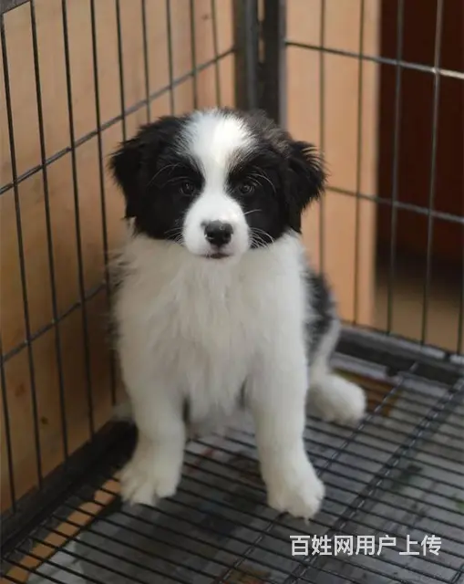 边牧 出售边境牧羊犬幼犬 疫苗三针做齐 - 图片 6