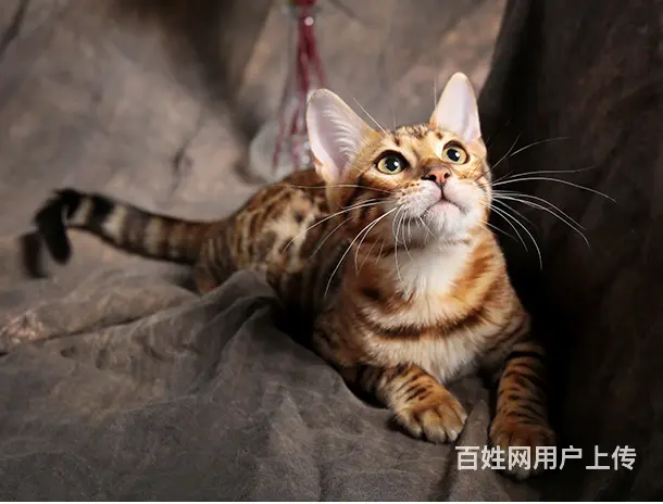 宿州本地繁殖孟加拉豹猫猫血统纯正品质到位可上门 - 图片 3
