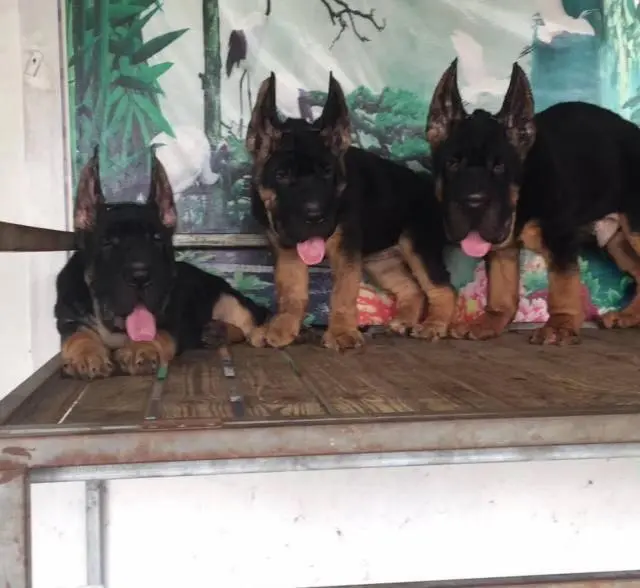 德牧 锤系德牧 出售德国牧羊幼犬 纯种健康 有保障 - 图片 4