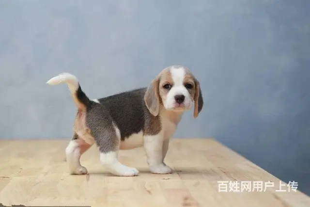 纯种健康比格犬   赛级血统    购买签订活体协 - 图片 8